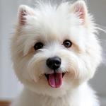 佐藤様の愛犬モモ